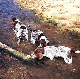 Trips to the field are most important where investigation of everything by all possible modalities makes pup a brilliant dog.   (Photo by Larry Olson, Hebron, NE)